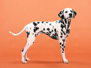 太田畜犬訓練所