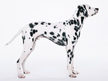 保科警察犬訓練所