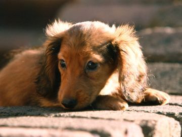 町田警察犬・家庭犬訓練所