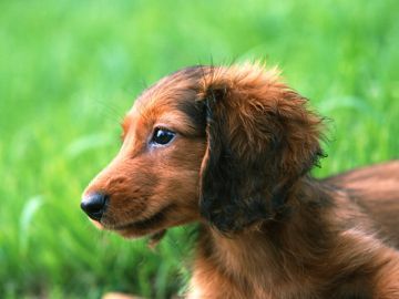 湘南警察犬訓練所