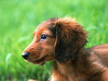 望月ドッグスクール警察犬訓練所