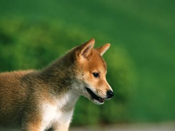 犬のしつけ訓練所