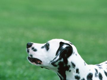 かつみ警察犬訓練所