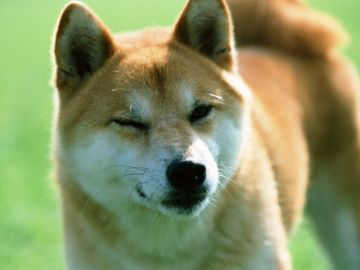 法隆寺ドッグスクール
