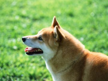 小野寺愛犬訓練所