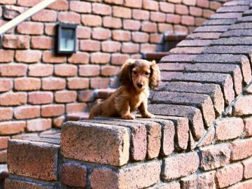 尾中警察犬訓練所