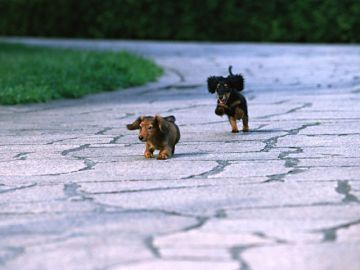 鶴岡警察犬訓練所