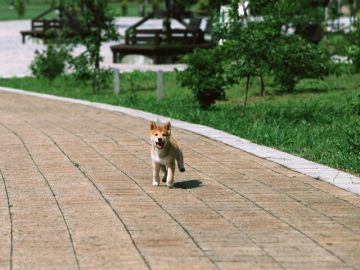 山田警察犬訓練所