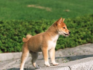 鈴木警察犬家庭犬訓練所