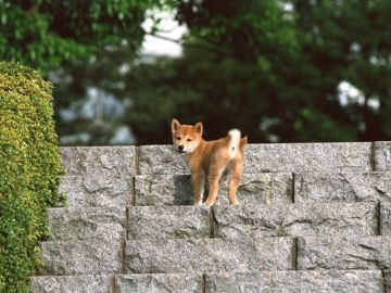 三重西村警察犬訓練所