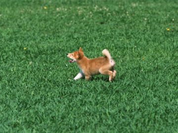 山陽愛犬警察犬訓練所