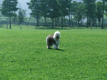 北海道柴犬・北海道犬牧場