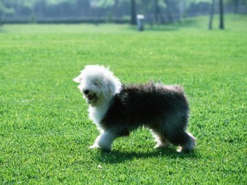 両総愛犬警察犬訓練所