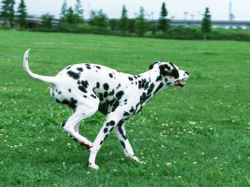 岡山警察犬訓練所