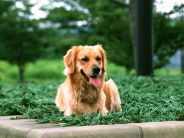 三重西村警察犬訓練所