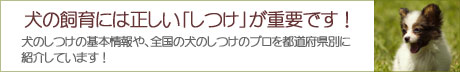 犬のしつけ・訓練ナビ詳しく解説イメージ