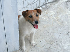 犬の本能