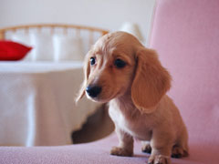 犬のトイレの場所の画像