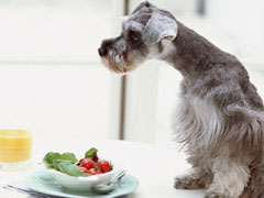 犬の食糞症の画像