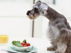 犬の食糞症