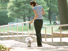 犬のしつけと歩き方