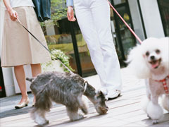 犬の脱走・逃走癖