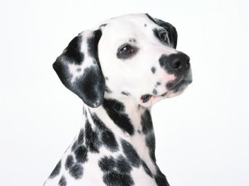 岩手警察犬訓練所