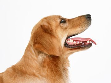 埼葛警察犬訓練所