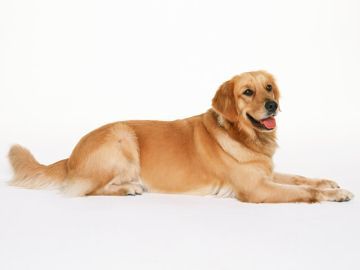 望月ドッグスクール警察犬訓練所