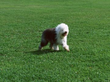 北海道柴犬・北海道犬牧場