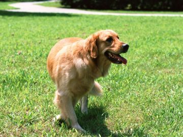 かつみ警察犬訓練所