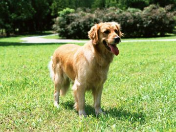 大分光橋警察犬訓練所